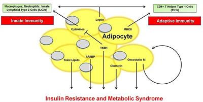 Editorial: The Immunomodulatory Roles of Adipocytes